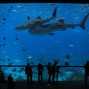 Ocean Voyager - Main Viewing Window