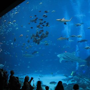 Ocean Voyager - Main Viewing Window