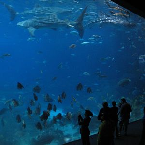 Ocean Voyager - Main Viewing Window