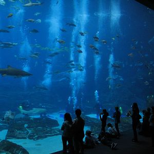 Ocean Voyager - Main Viewing Window