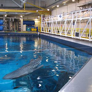 Ocean Voyager - Behind the Scenes Top View