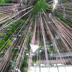 Tropical Rotunda Interior