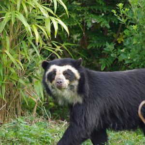 Chester Zoo - Spectacled Bear