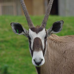 Chester Zoo - Gemsbok