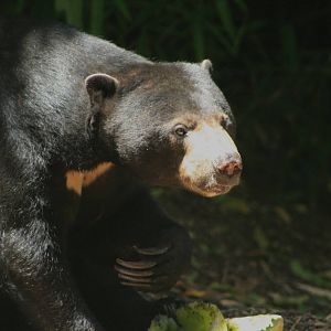 Sun bear