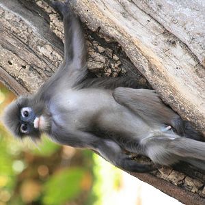 Spectacled langur