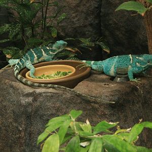 Fiji crested iguanas