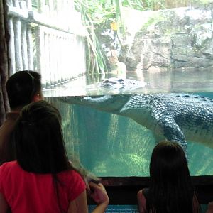 Estuarine Crocodile