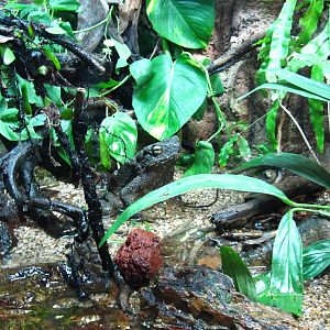 Giant Asian Toad, Fragile Forest exhibit