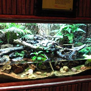 Common Greenback vivarium, Fragile Forest exhibit