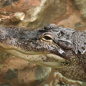 American Alligator @ West Midland Safari Park; 23.10.09