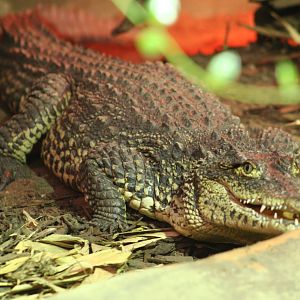 Young Cuban Crocodile @ West Midland Safari Park; 23.10.09