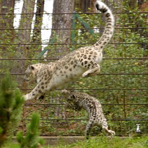 Flying Snowleopards