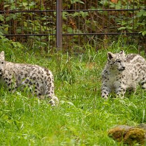 Baby Snowleopards
