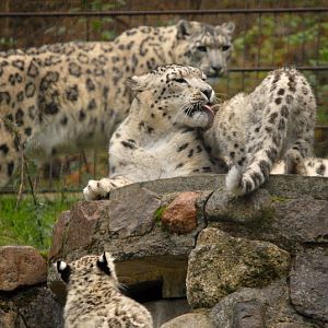 Snowleopardfamily