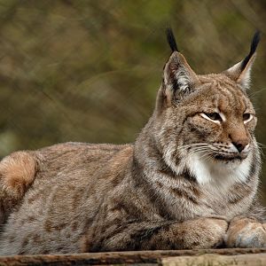 Lynx