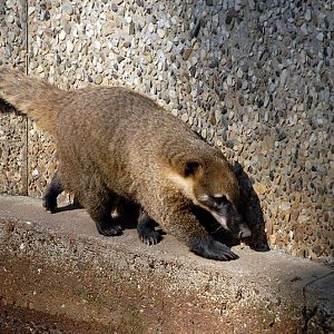 Coati