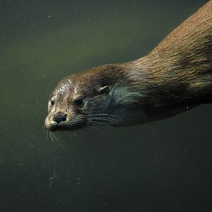 Otter underwater