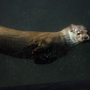 Otter underwater