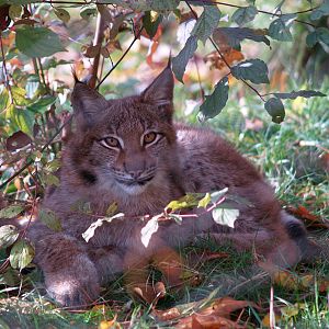 Tierpark Lange Erlen - Eurasian lynx