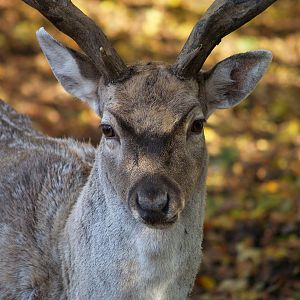 Tierpark Lange Erlen - Fallow deer