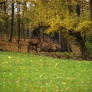 Tierpark Lange Erlen - Red deer