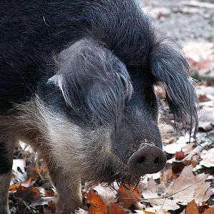 Tierpark Lange Erlen - Swine