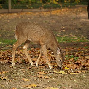 Tierpark Lange Erlen - White-tailed deer