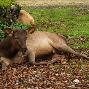 Tierpark Lange Erlen - Elk