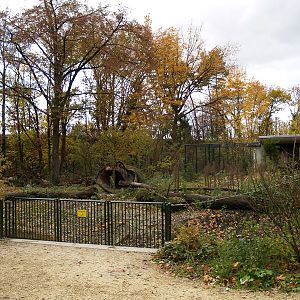 Tierpark Lange Erlen - Red fox exhibit