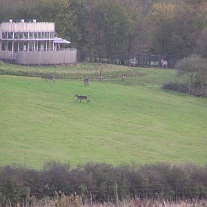 Waterbuck from Another Perspective