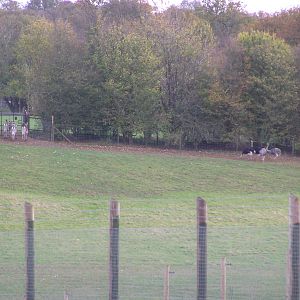Zebras and Ostriches from Another Perspective