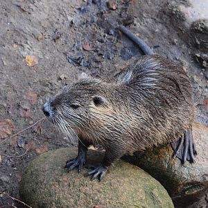Nutria in AQUA, Silkeborg