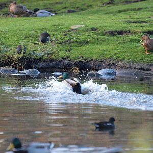 Mallard lands in AQUA, Silkeborg