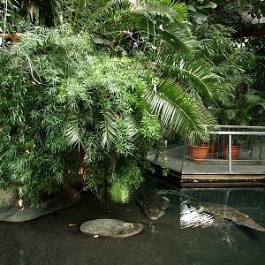 Cologne Zoo - Nile crocodile exhibit