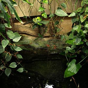 Cologne Zoo - Dwarf caiman exhibit