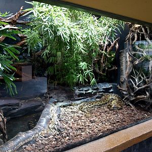 Cologne Zoo - Python exhibit