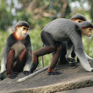Douc langurs
