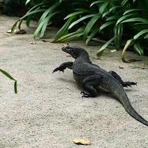 Wild monitor lizard