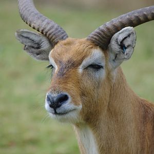 Chester Zoo - Kafue Flats Lechwe