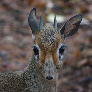Chester Zoo - Kirk's Dik-Dik