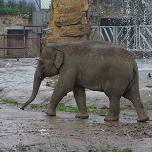 Chester Zoo - Asian Elephant