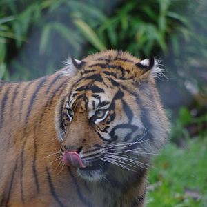 Chester Zoo - Sumatran Tiger