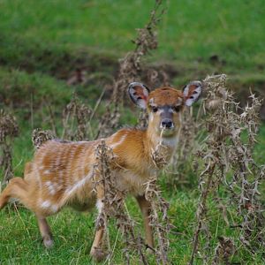 Chester Zoo - Sitatunga