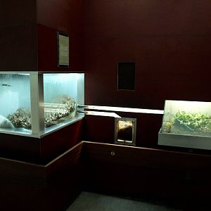 Cologne Zoo - Leaf-cutter ant exhibit