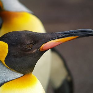 King penguin