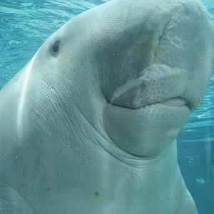 Dugong
