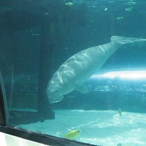 Dugong