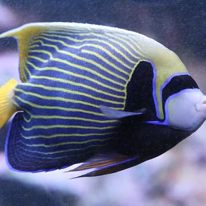 Emperor Angelfish