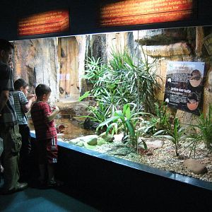 Juvenile Saltwater Crocodile exhibit